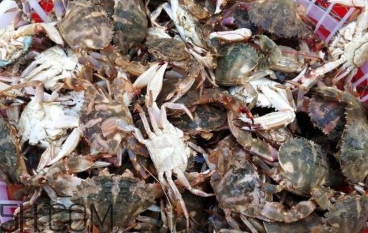 花盖蟹和梭子蟹区别,花盖蟹和河蟹哪个好吃