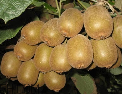 红阳猕猴桃怎么吃,红阳猕猴桃图片