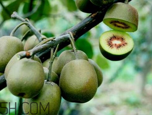 红阳猕猴桃什么时间成熟,红心猕猴桃几月份成熟采摘