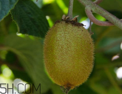 黄心猕猴桃市场价多少一斤,猕猴桃价格是多少钱一斤