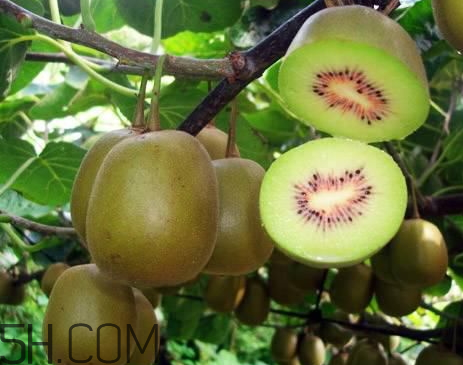 红心猕猴桃多少钱一公斤,今日红心猕猴桃多少钱一斤