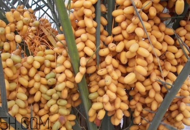 椰枣会上火吗,黑椰枣吃了会上火吗? 椰枣会上火吗,黑椰枣吃了会上火吗?