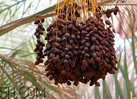 椰枣是用糖腌制的吗,椰枣是不是加糖了