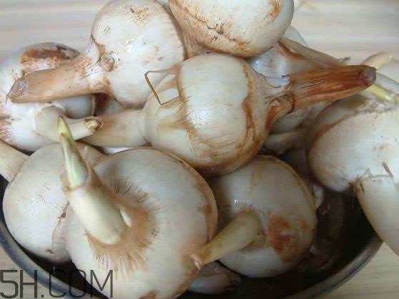 平菇是什么,慈菇是什么东西 平菇是什么,慈菇是什么东西