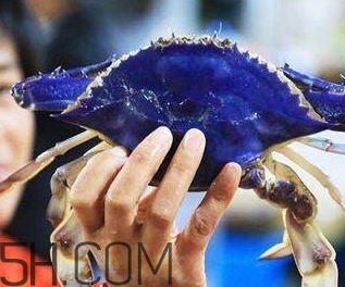 蓝色梭子蟹可以吃吗,梭子蟹红色的可以吃吗 蓝色梭子蟹可以吃吗,梭子蟹红色的可以吃吗