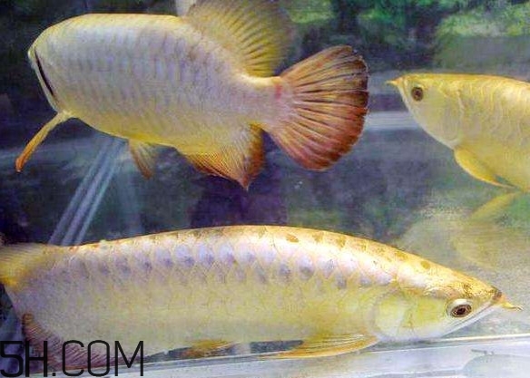 三条金龙鱼有什么寓意,金龙鱼有什么寓意