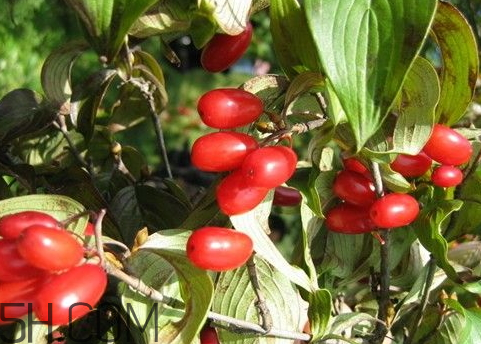 山茱萸的功效和用法,中药吴茱萸多少钱一斤