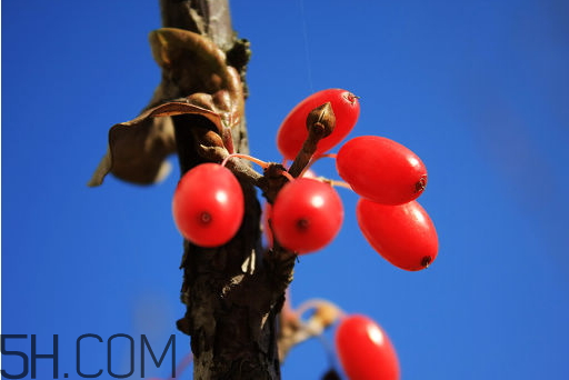山茱萸的采收时间,山茱萸生长在什么地方