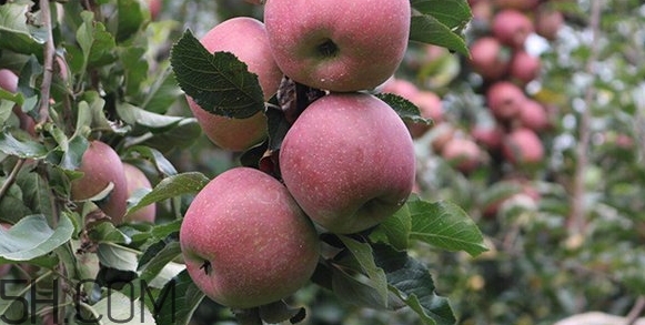 什么叫丑苹果,丑苹果和普通苹果营养有区别吗