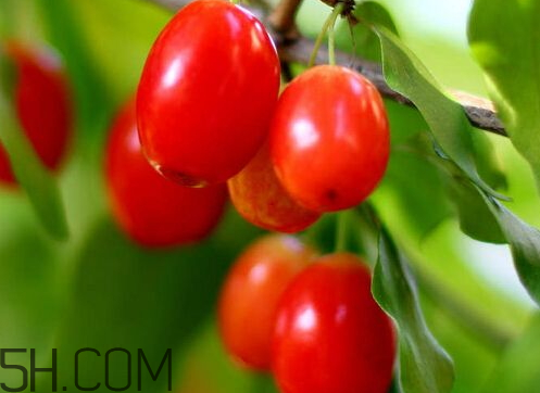 遍插茱萸少一人的茱萸是指什么,茱萸是指什么意思