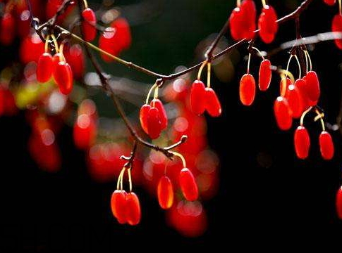 山茱萸是山萸肉吗?,萸肉是不是山茱萸