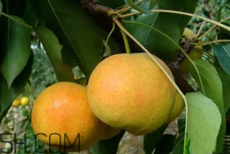 南果梨怎么变软,南果梨怎么变软变黄 南果梨怎么变软,南果梨怎么变软变黄