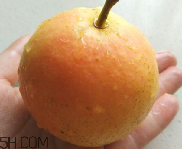 南果梨是哪里的特产,南果梨的产地在哪