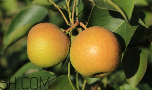 南果梨属于寒性水果吗,南果梨属于凉性吗