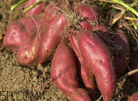 红薯是什么时候传入中国的,红薯哪里的最出名