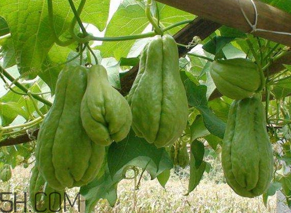 佛手柑是佛手瓜吗,佛手和佛手柑 佛手柑是佛手瓜吗,佛手和佛手柑