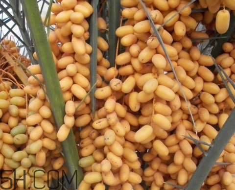 黑椰枣和黄椰枣哪个好,黑椰枣和黄椰枣 黑椰枣和黄椰枣哪个好,黑椰枣和黄椰枣