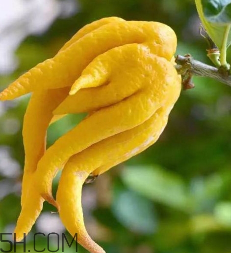 佛手是什么水果,佛手一样的水果是什么