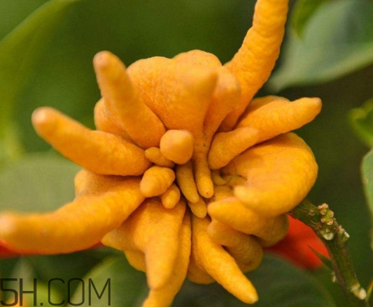 佛手柑孕妇可以吃吗,佛手柑能不能生吃 佛手柑孕妇可以吃吗,佛手柑能不能生吃