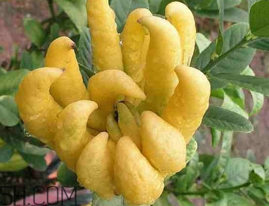 佛手柑怎么吃 佛手的食用方法,佛手柑怎么吃最好 佛手柑怎么吃 佛手的食用方法,佛手柑怎么吃最好