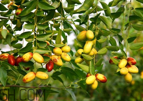 子弹头枣好吃吗,月光枣和子弹头枣