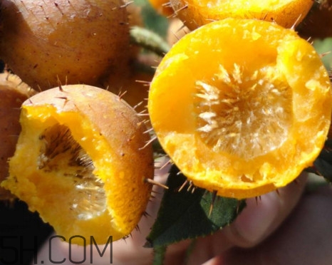 刺梨能降血压吗,刺梨能降血压吗和血糖