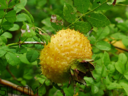 刺梨是什么味道的,刺梨好吃吗?什么味道
