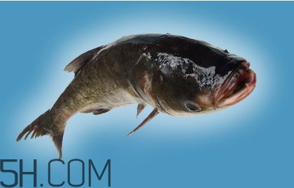 胖头鱼吃什么饲料,胖头鱼吃什么食物 胖头鱼吃什么饲料,胖头鱼吃什么食物