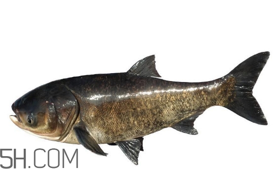 什么是胖头鱼,胖头鱼是什么鱼