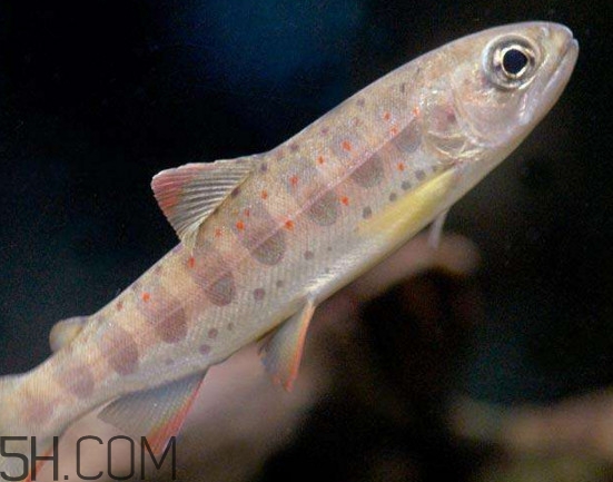 虹鳟鱼和三文鱼,三文鱼是海鱼吗