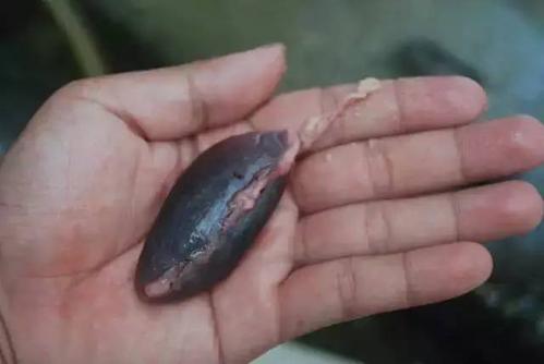 鲫鱼鱼胆有毒吗,罗非鱼鱼胆有毒吗