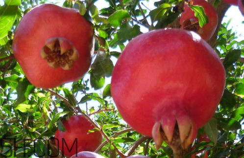 酸石榴简介,酸石榴图片