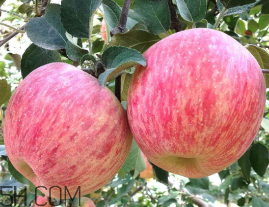 山西冰糖心苹果什么时候成熟,糖心苹果什么时候成熟