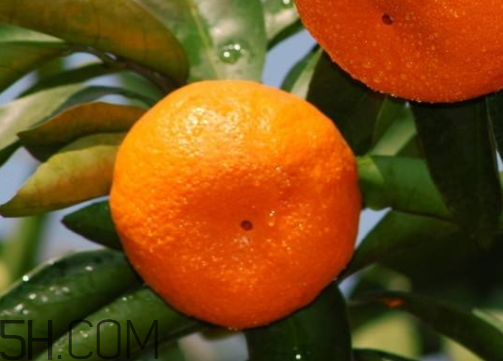 南丰蜜桔多少钱一斤2019,今年南丰蜜桔价格