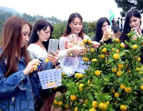 南丰蜜桔节什么时候开,今年南丰蜜桔节是哪一天
