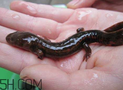 娃娃鱼怎么养家里,娃娃鱼如何养殖 娃娃鱼怎么养家里,娃娃鱼如何养殖