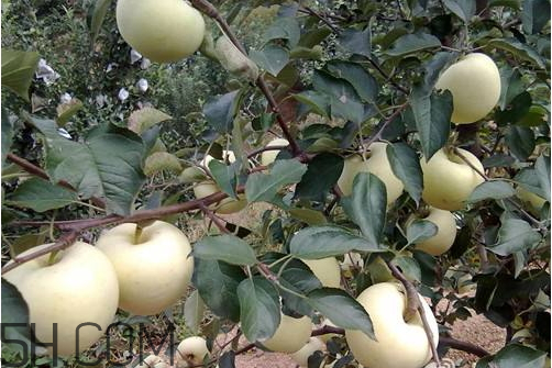 苹果黄元帅的营养价值,黄元帅苹果的功效和作用