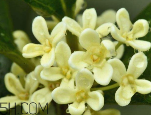 黄桂花可以泡茶吗,桂花可以直接泡茶吗