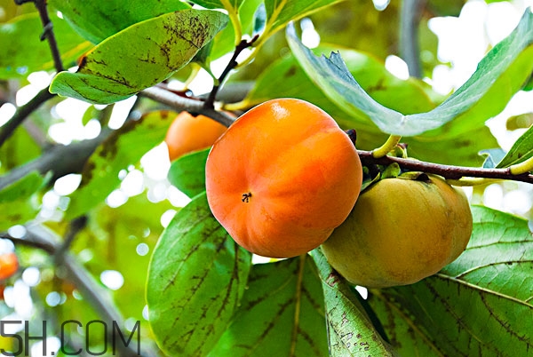 吃了柿子舌头发涩怎么办,舌头像吃了柿子一样涩是怎么回事啊