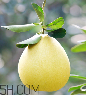 柚子不能同什么药物一起吃,柚子不能跟什么药物在一起吃 柚子不能同什么药物一起吃,柚子不能跟什么药物在一起吃