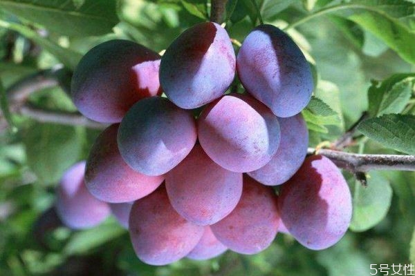 舞昆美白丸怎么样(舞昆美白丸怎么样) 舞昆美白丸怎么样(舞昆美白丸怎么样)