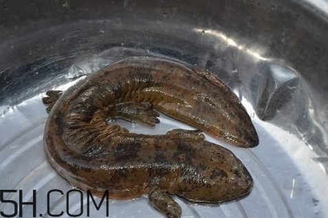 娃娃鱼是鱼吗?,娃娃鱼是鱼吗 为什么