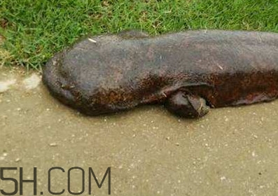 娃娃鱼如何养殖,哪里可以买到养殖的娃娃鱼 娃娃鱼如何养殖,哪里可以买到养殖的娃娃鱼