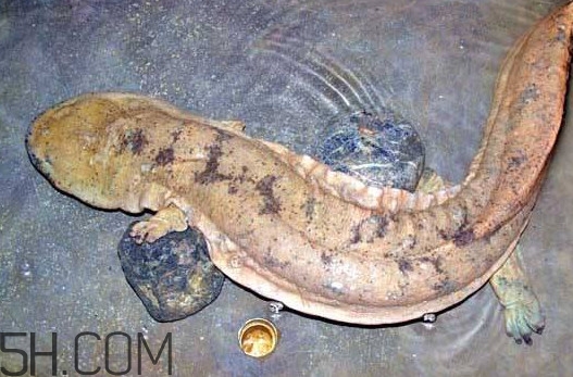 娃娃鱼吃什么食物,娃娃鱼吃什么东西