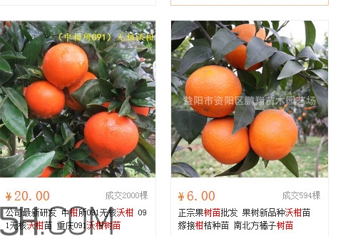沃柑苗多少钱一株最新,沃柑苗多少钱一株?