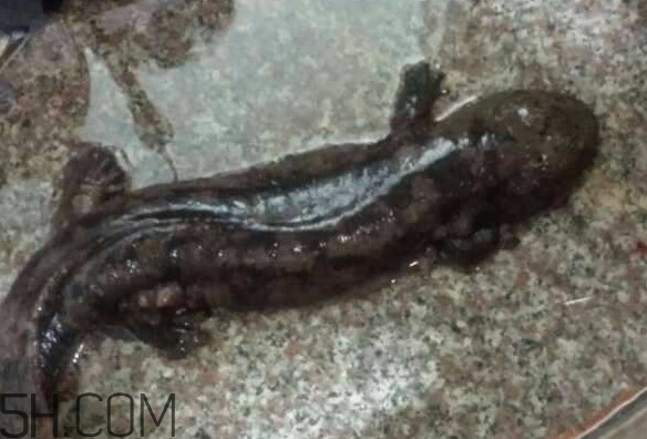 娃娃鱼什么时候会叫,娃娃鱼什么情况下会叫