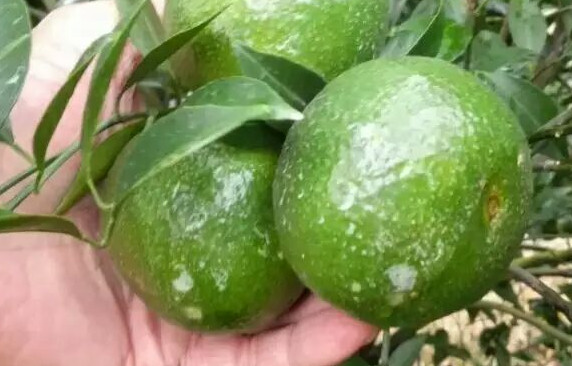 新会柑哪里的最好,新会哪个地方的柑最好