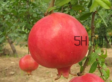 红如意软籽石榴产地,软籽石榴和普通石榴的区别