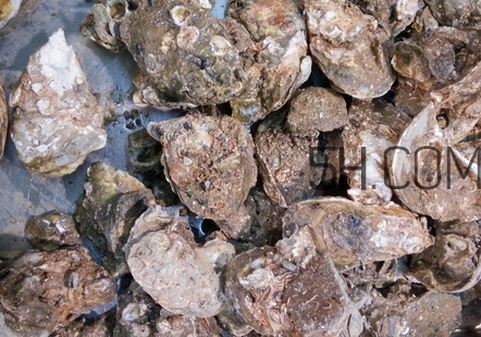 海蛎子有什么营养价值?,海蛎子的营养价值 海蛎子有什么营养价值?,海蛎子的营养价值