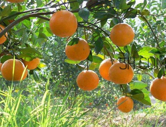 柑橘裂果补救措施,贡柑坏果图片